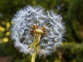 Pusteblume