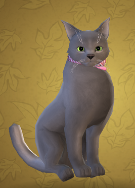 Russian Blue cat HM