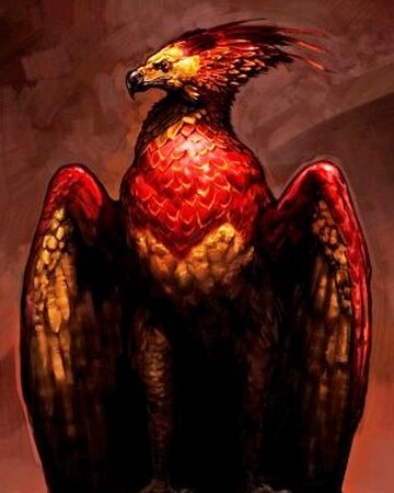 Fawkes Harry Potter Wiki Fandom
