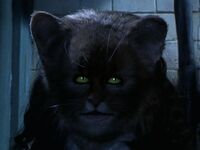 Hermionecat