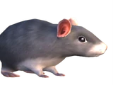 Grey rat