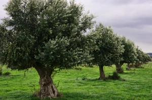 Oliwka