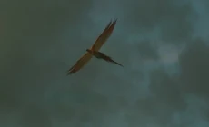 Fawkes odlatujący z Hogwartu