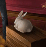 B3C4M2 Transforming Rabbit