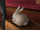 Transforming rabbit