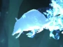 Shrew Patronus.png (143 KB) Shrew