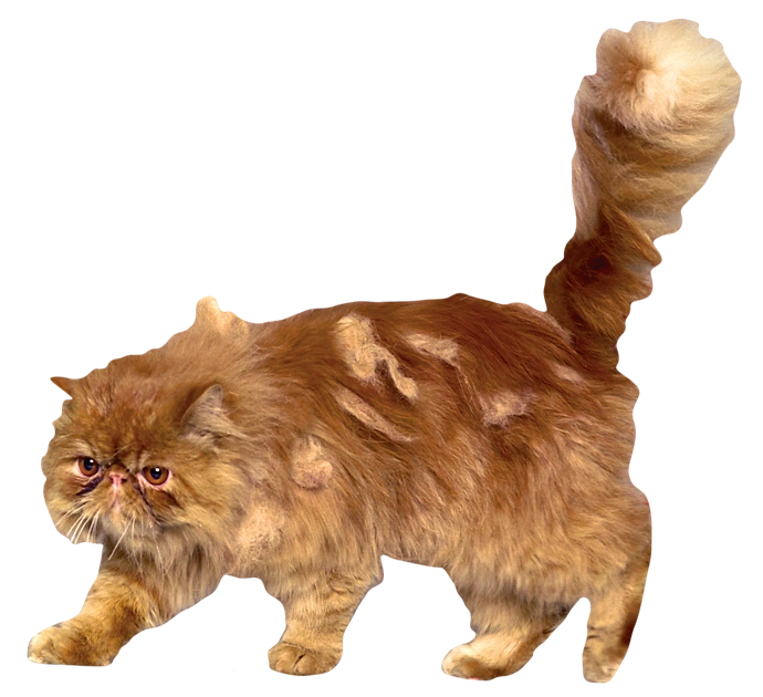 Кот гермионы