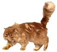 Crookshanks FH