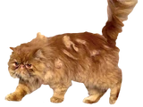 Crookshanks