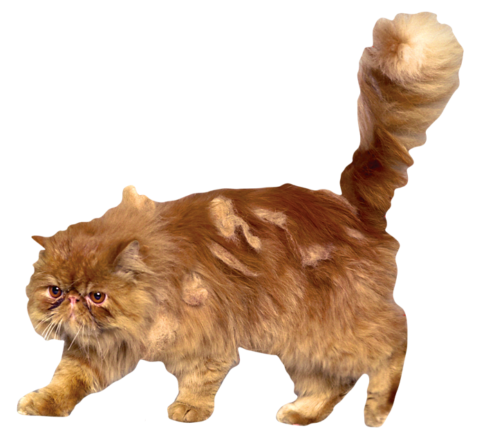 Jacob's sibling's cat, Harry Potter Wiki