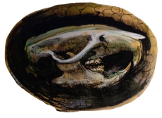 Basilisk skull