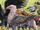 Hippogriff