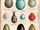 Dragon egg