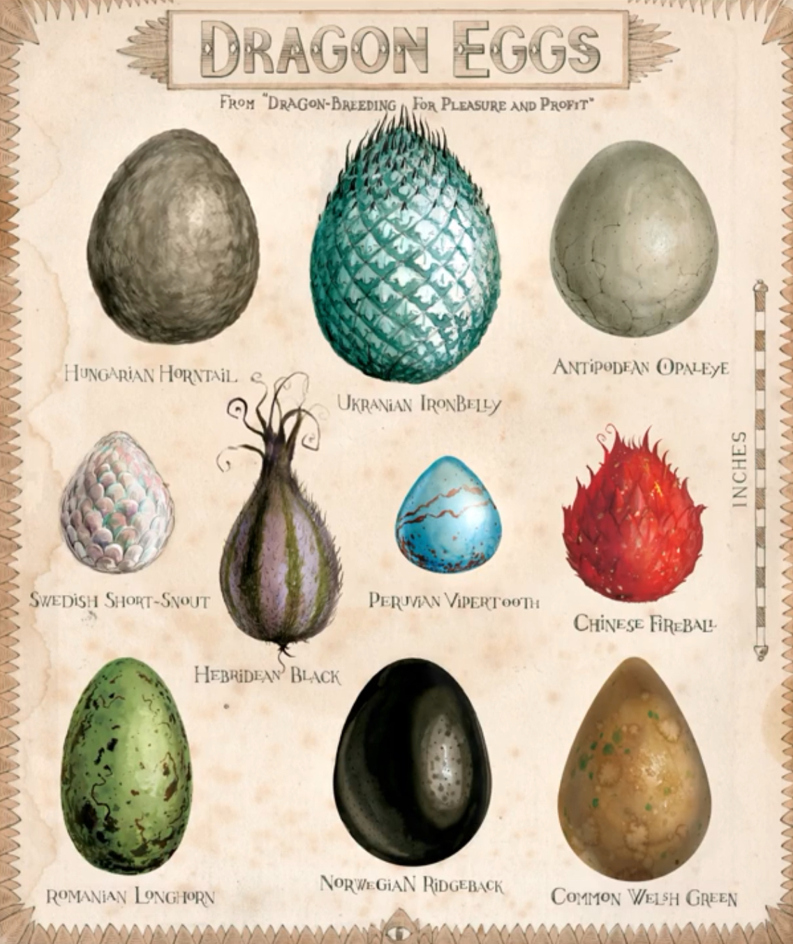 dragon-egg-harry-potter-books-wiki-fandom