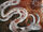 Horned Serpent