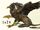 Griffin
