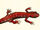 Salamander