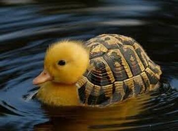Turtle sale rubber duck