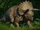 Triceratops (Lord Caesar)
