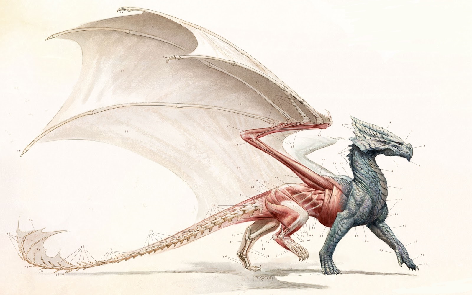 Pottermore's guide to dragons