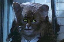 Hermione-Cat