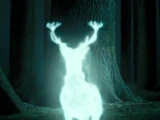 פטרונוס