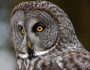 Owl-Great Grey