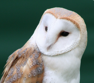 Barn Owl