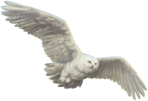 harry potter hedwig flying