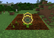 Sunflower Growth