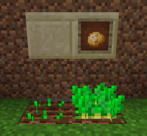 Potatoes