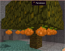 Persimmon Tree