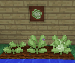 GrowingCabbage