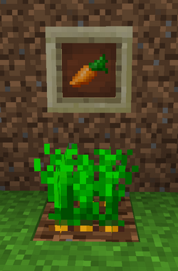 Carrot