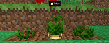 Onions