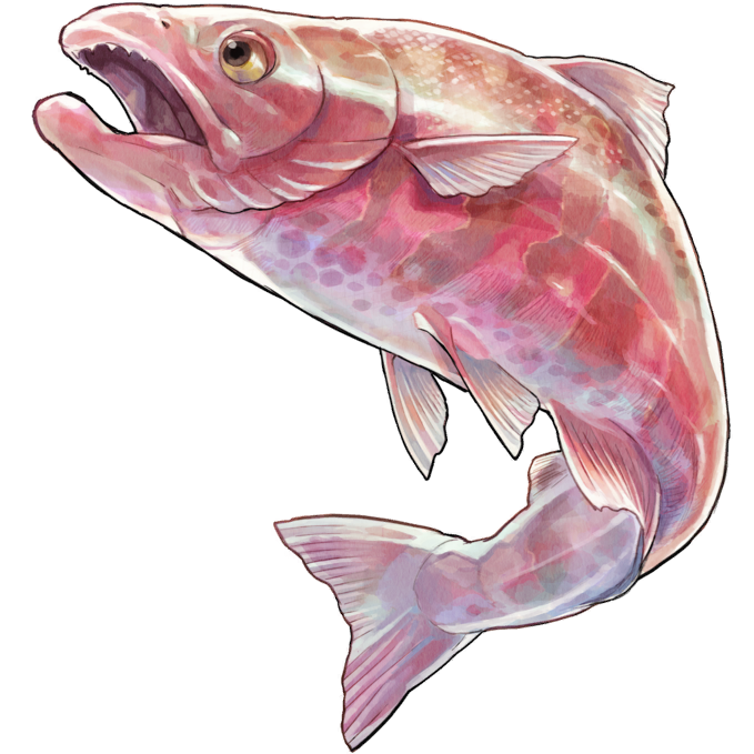 Cherry Salmon | Harvestella Wiki | Fandom Cherry Salmon | Harvestella Wiki | Fandom