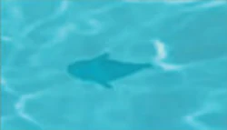 Fishing (RF4) | Rune Factory Wiki | Fandom