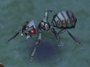 Killer Ant