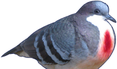 Anghel eyes sprite