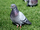 Brian Pigeon