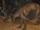 Caretaker's Dog