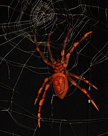 Spider.png