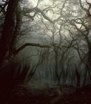 Swamp forest