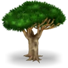 Árbol dragón