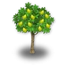 Limonero