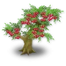 Cerezo