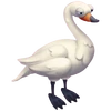 Cisne cantor