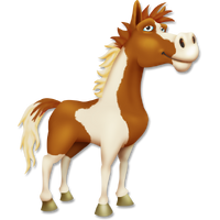 Pinto horse