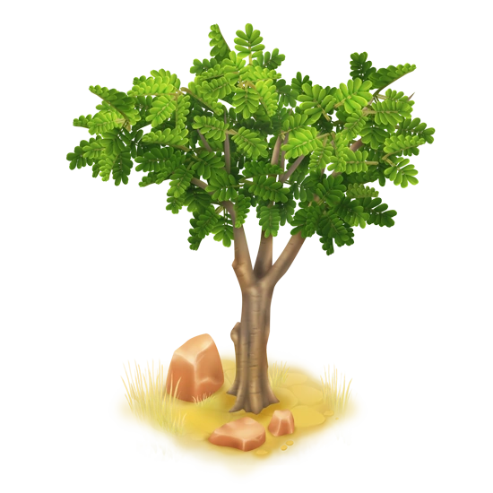 Малая акация