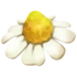 Manzanilla
